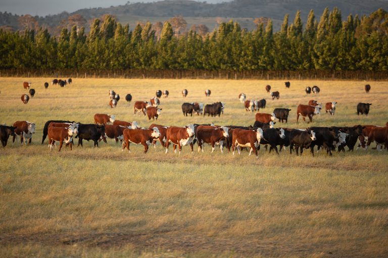 Beef cattle in pasture at sunset. (iStock │ #207406680 - Steve Lovegrove)