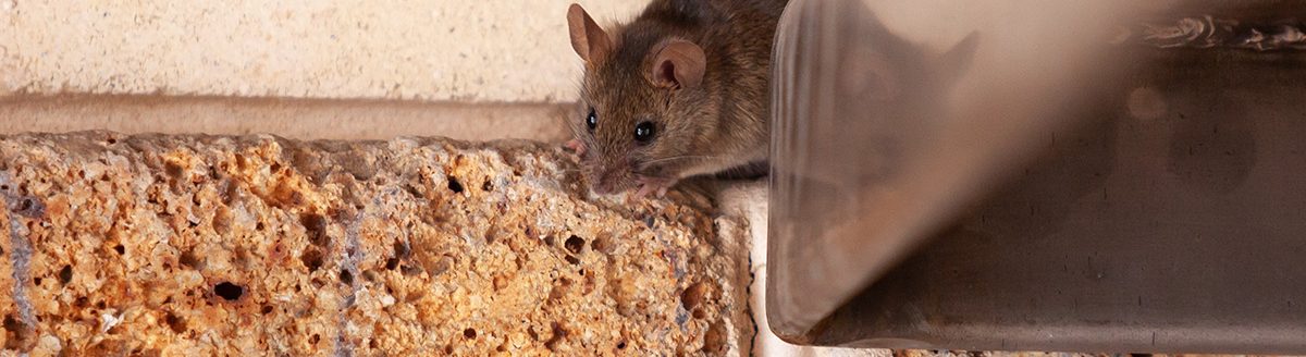 Little gray mouse crawls out of metal construction. (Adobe Stock │ #386957780 - glebchik)