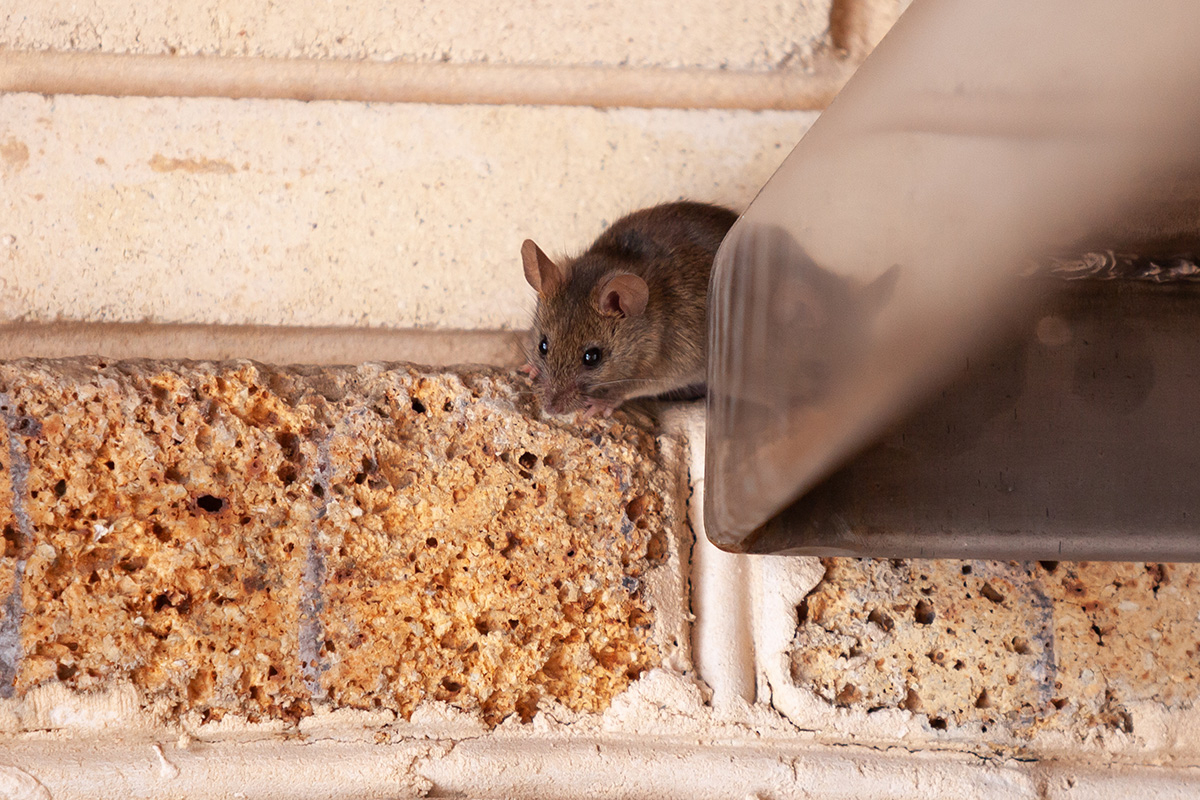 Little gray mouse crawls out of metal construction. (Adobe Stock │ #386957780 - glebchik)
