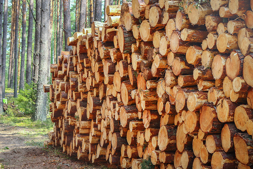 Tree logs and stumps with bark lie stacked in a forest after being cut. (Adobe Stock │ #525593214 - Marija Crow)