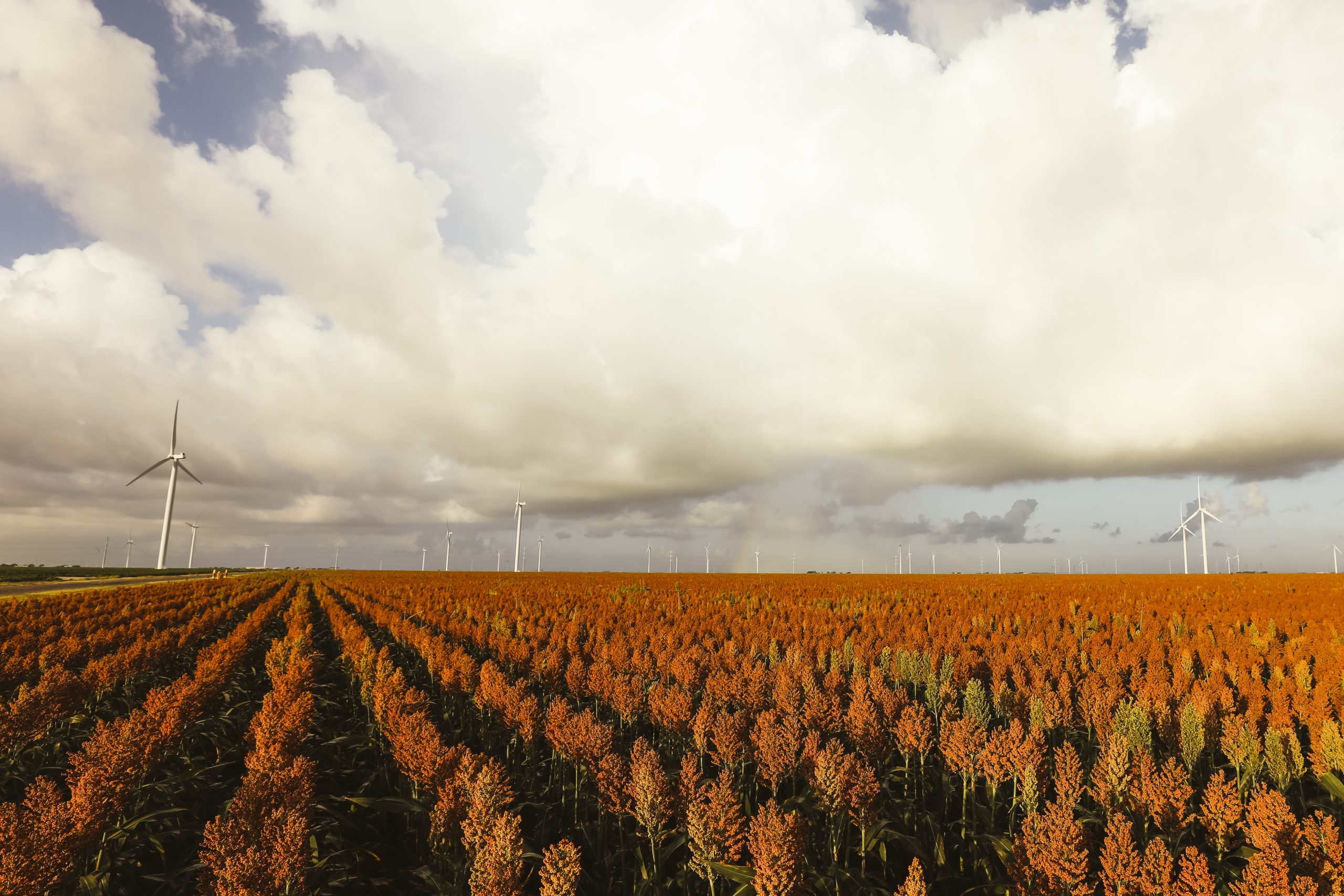 Sorghum industry milestone celebrates powerhouse crop