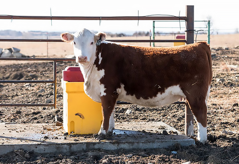 Good record-keeping helps cattle producers make good business decisions prior to and during breeding season, say experts at K-State's Beef Cattle Institute. (K-State Research and Extension)