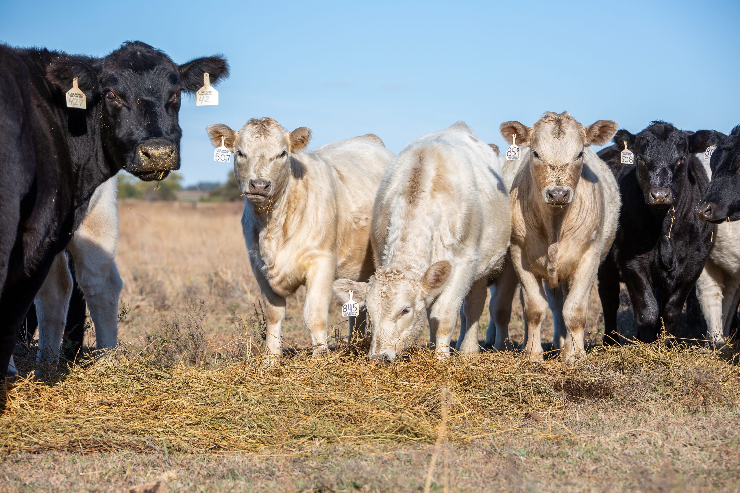 Consider alfalfa as a cost-effective winter supplement for cows this year 