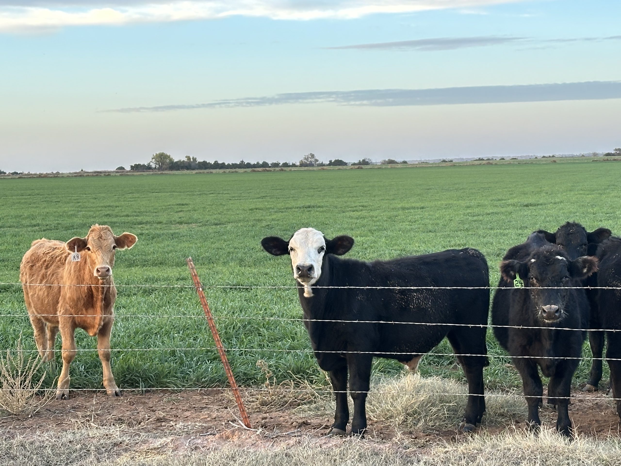 Keys to fall wheat pasture forage production in Oklahoma 