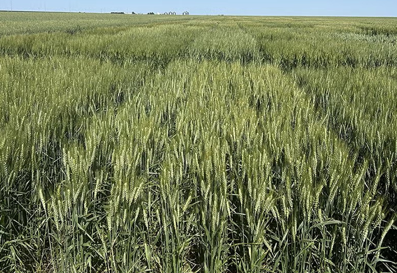 South Dakota State University is releasing a new hard red winter wheat variety to seed producers that combines high yield with high protein and drought tolerant traits. SD Vivian has performed well across South Dakota and will be available for farmers for fall 2026 planting. (South Dakota State University)