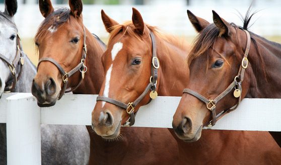 Thoroughbred racehorses.(Photo courtesy of Missouri Department of Agriculture.)