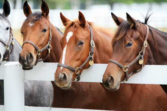 Thoroughbred racehorses.(Photo courtesy of Missouri Department of Agriculture.)