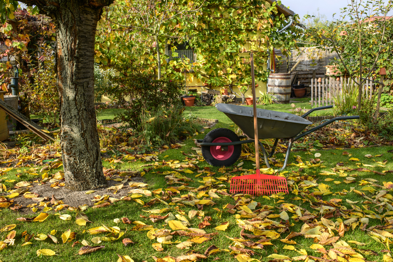 Autumn gardening. (iStock │ #1057083186 - schulzie)