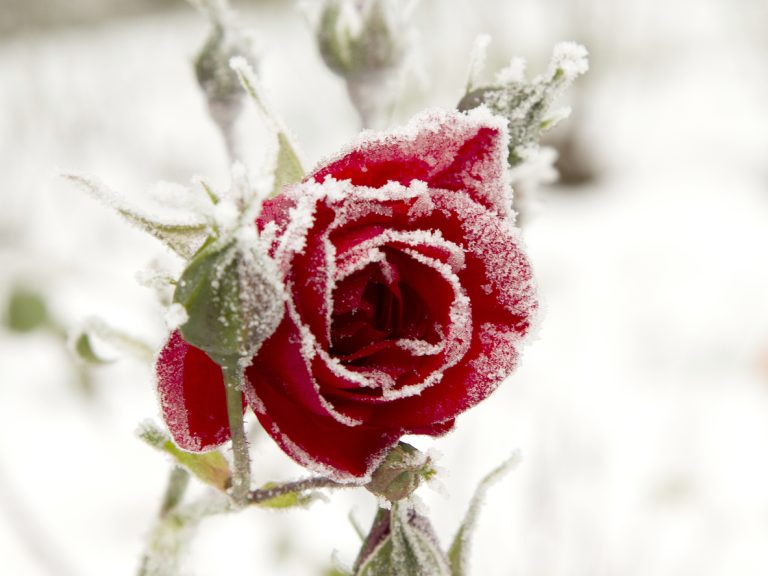 A closeup shot of a red rose covered with snow. (iStock │ #1437713351 - Wirestock)