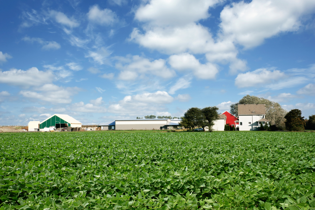 Soybean farm in summer with bright sky. (iStock │ #158507365 - sharply_done)