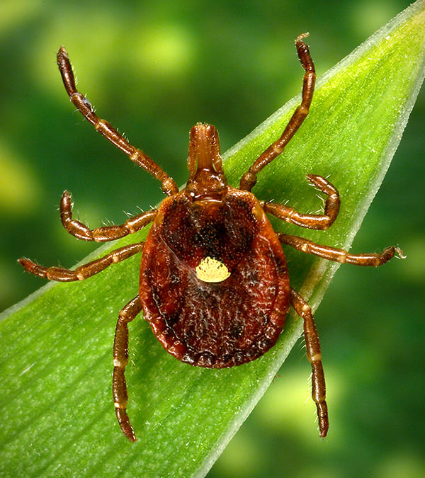 Lone star ticks live across the southeastern, midwestern, and eastern United States. Lone star tick females are easily identified by a white spot on their back and can transmit several pathogens to humans, inlcuding alpha-gal syndrome. (Photo courtesy NEVBD.)