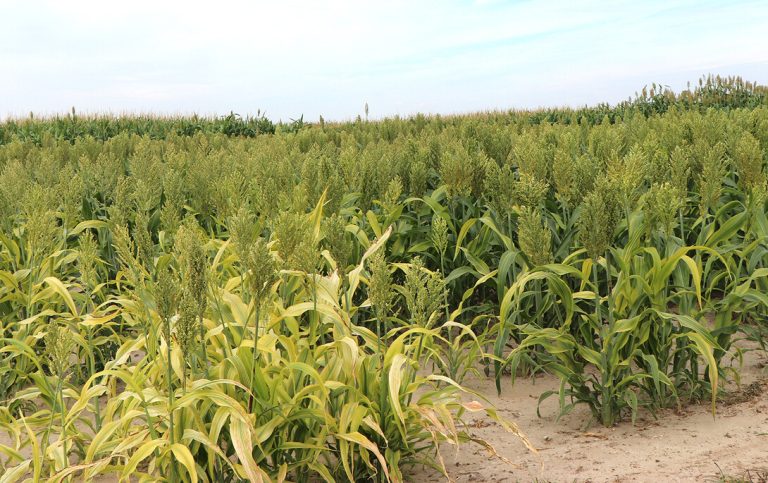 Grazing milo can eliminate the need for equipment use in feeding cattle. (Photo by Chabella Guzman)