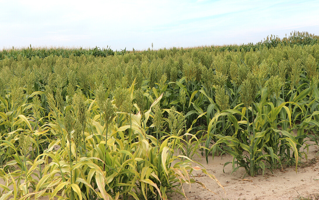 Grazing milo can eliminate the need for equipment use in feeding cattle. (Photo by Chabella Guzman)