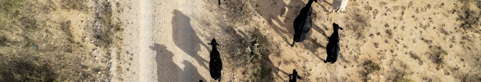 West Texas cattle on ranch land near Fort Stockton, Texas on Tuesday, Dec 06, 2022. (Sam Craft/Texas A&M AgriLife Marketing and Communications)