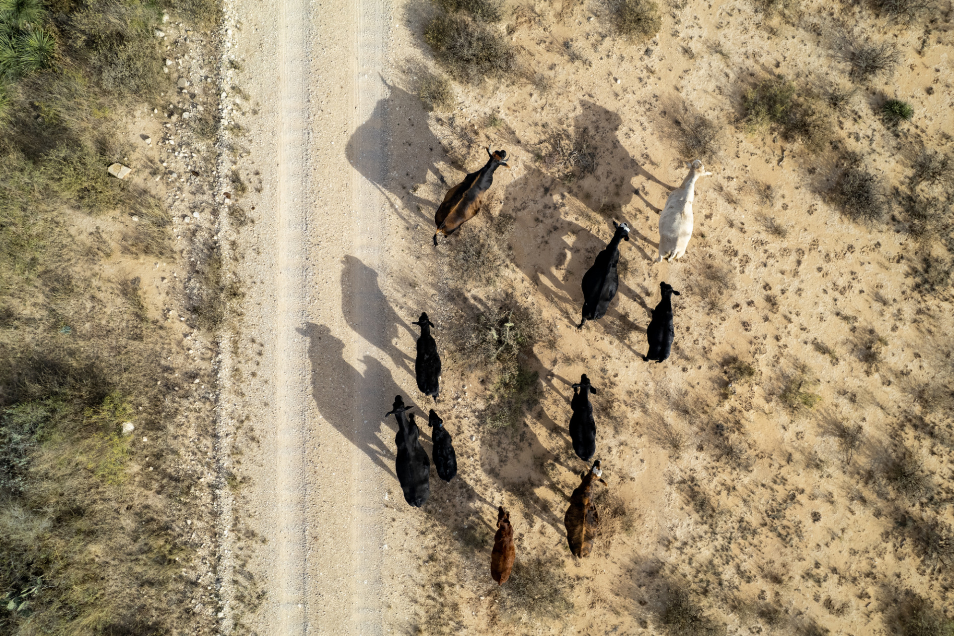 West Texas cattle on ranch land near Fort Stockton, Texas on Tuesday, Dec 06, 2022. (Sam Craft/Texas A&M AgriLife Marketing and Communications)