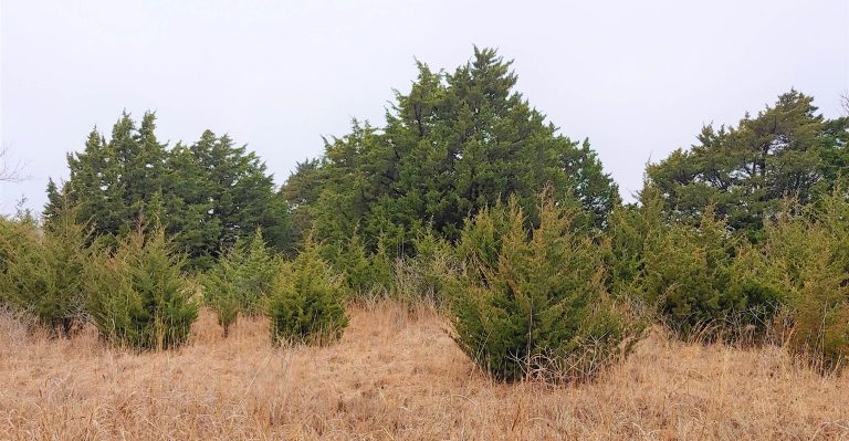 The Oklahoma invasive tree, the eastern redcedar, is contributing to the spread of another problematic species in the state, the lone star tick (Photo by OSU Agriculture).