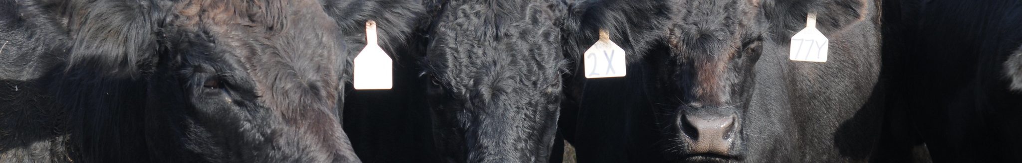 Cattle (Kansas State University Extension)