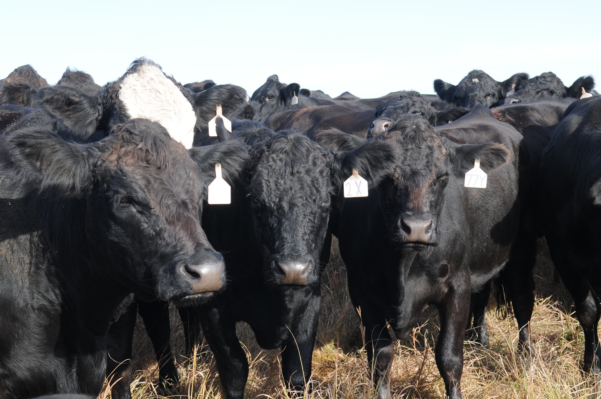 Cattle (Kansas State University Extension)