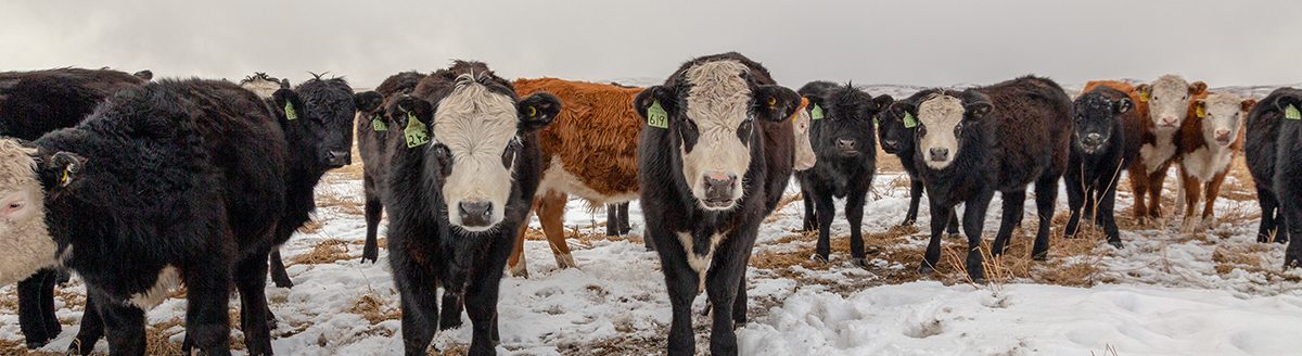 Hereford cattle in a field with snow. (Adobe Stock │ #229786694 - Diane)