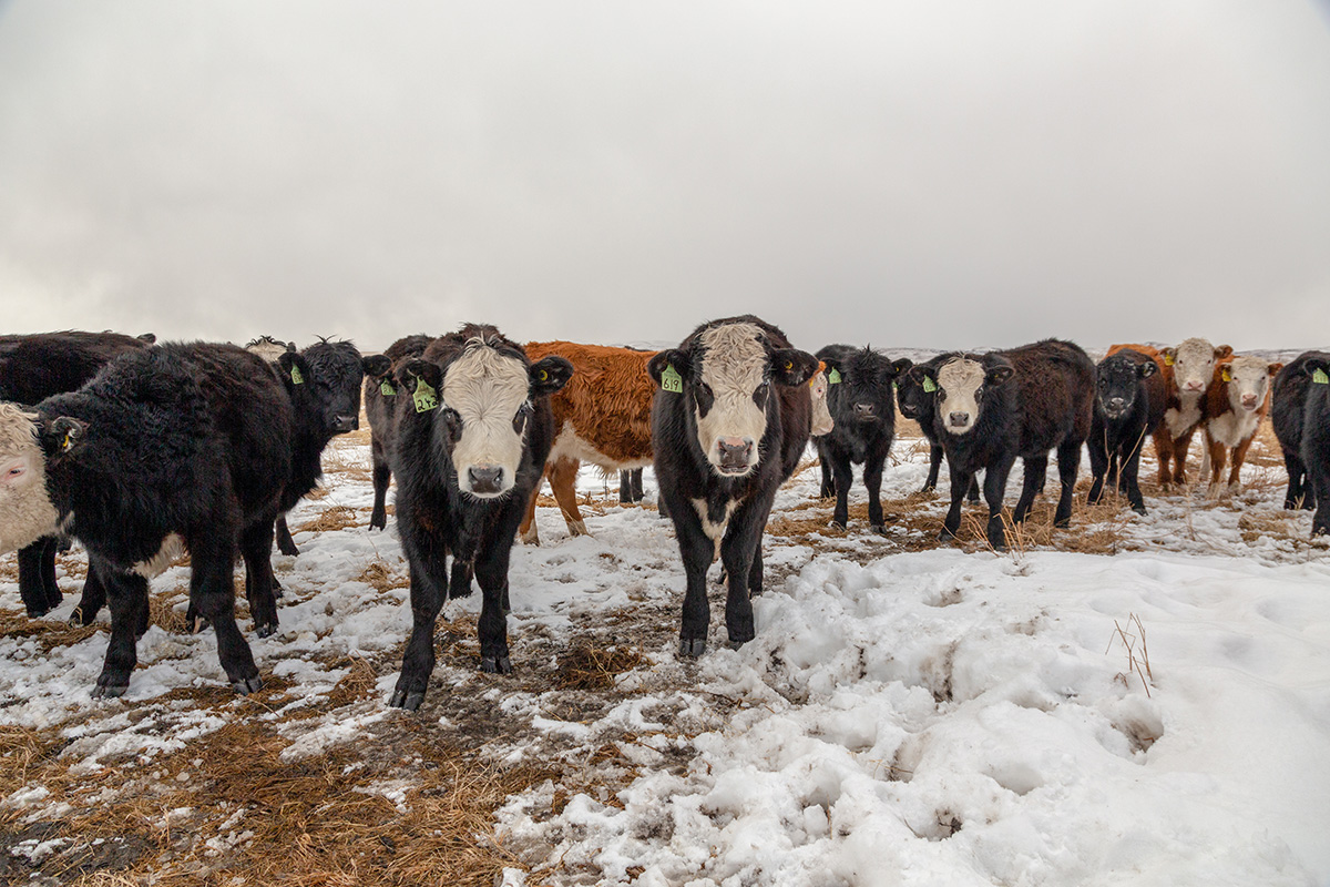 Hereford cattle in a field with snow. (Adobe Stock │ #229786694 - Diane)