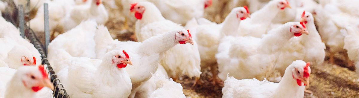 Indoors chicken farm, chicken feeding. (Adobe Stock │ #234941718 - davit85)