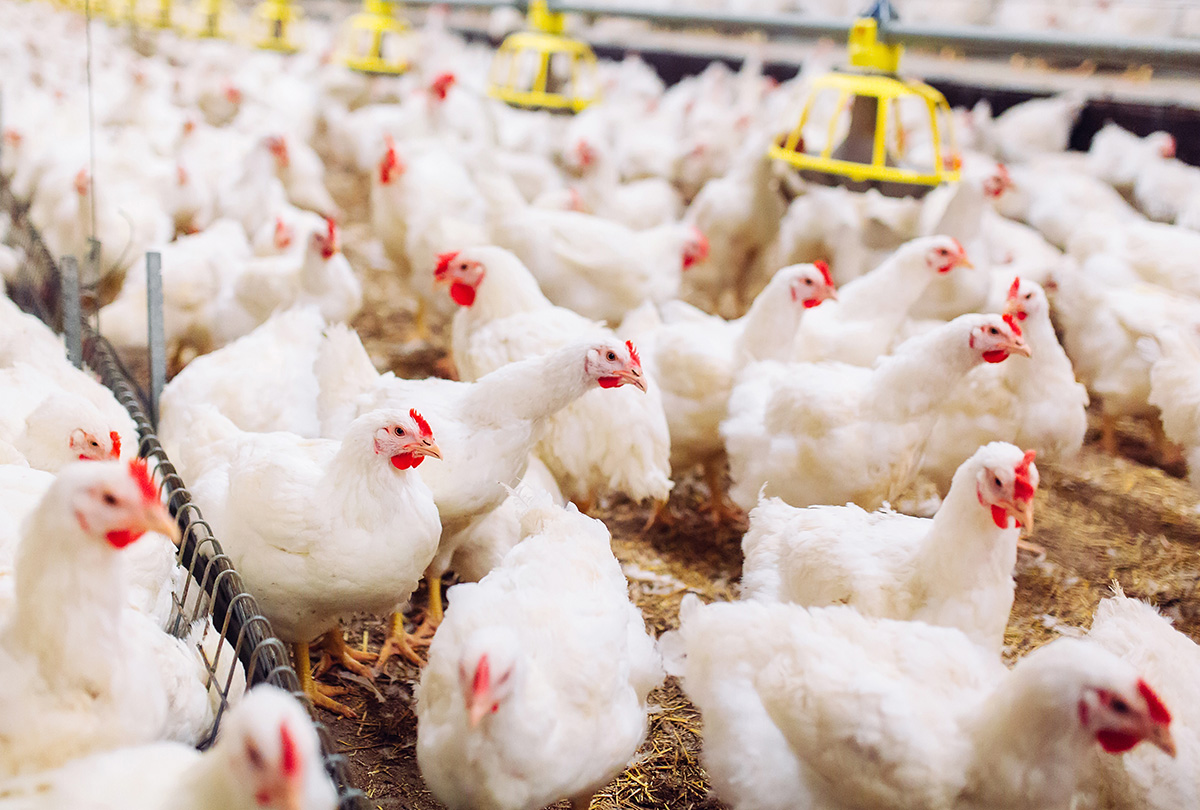 Indoors chicken farm, chicken feeding. (Adobe Stock │ #234941718 - davit85)