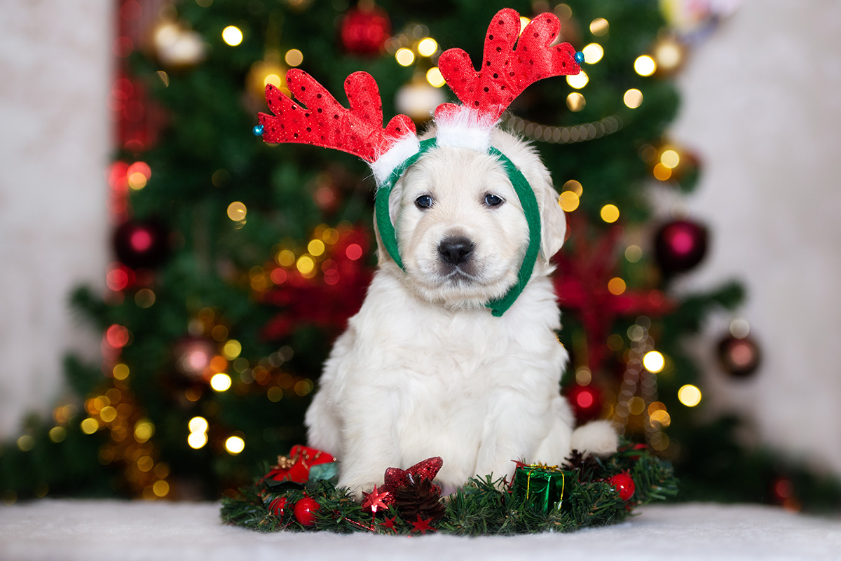 Golden retriever puppy wearing antlers posing for Christmas. (Adobe Stock │ #299363127 - otsphoto)