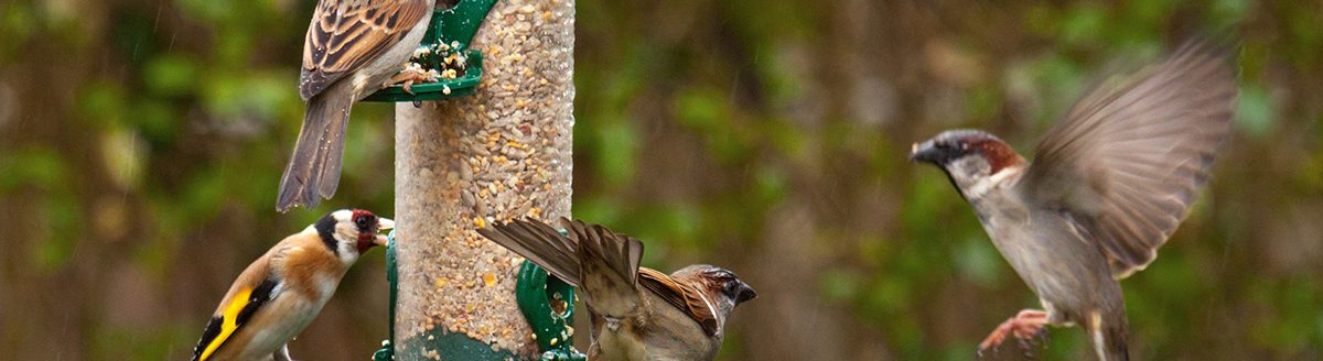 European goldfinch and house sparrow sitting on a silo bird feeder filled with mixed seeds (Adobe Stock │ #371003255 - Roel)