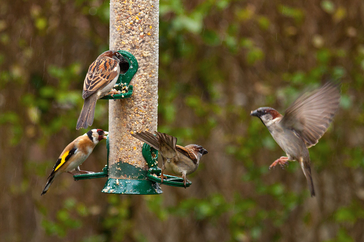 European goldfinch and house sparrow sitting on a silo bird feeder filled with mixed seeds (Adobe Stock │ #371003255 - Roel)