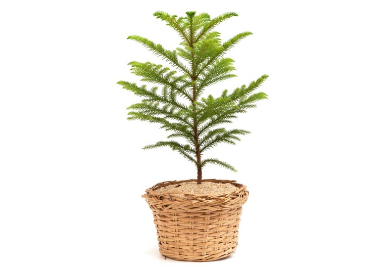 Araucaria heterophylla tree. (Adobe Stock │ #538043059 - wasanajai)