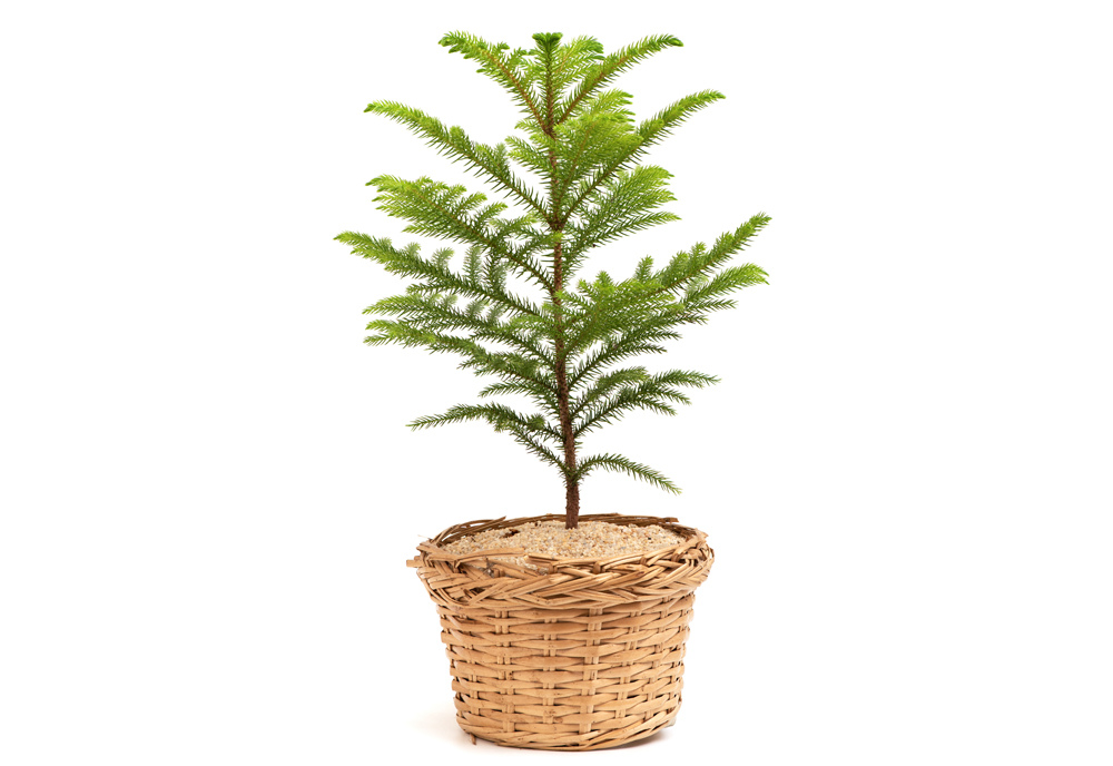 Araucaria heterophylla tree. (Adobe Stock │ #538043059 - wasanajai)