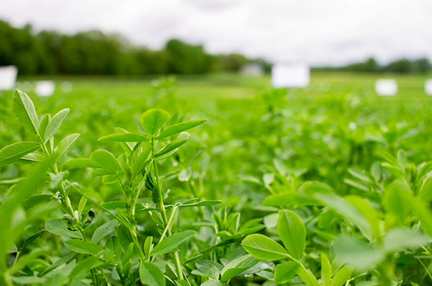 Alfalfa in West Salem WI DLF Research Station (DLF North America)