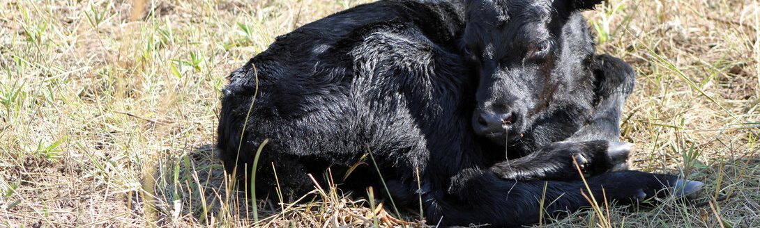 Baby Calf (Troy Walz | Nebraska Extension)