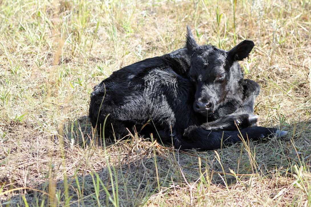 Baby Calf (Troy Walz | Nebraska Extension)