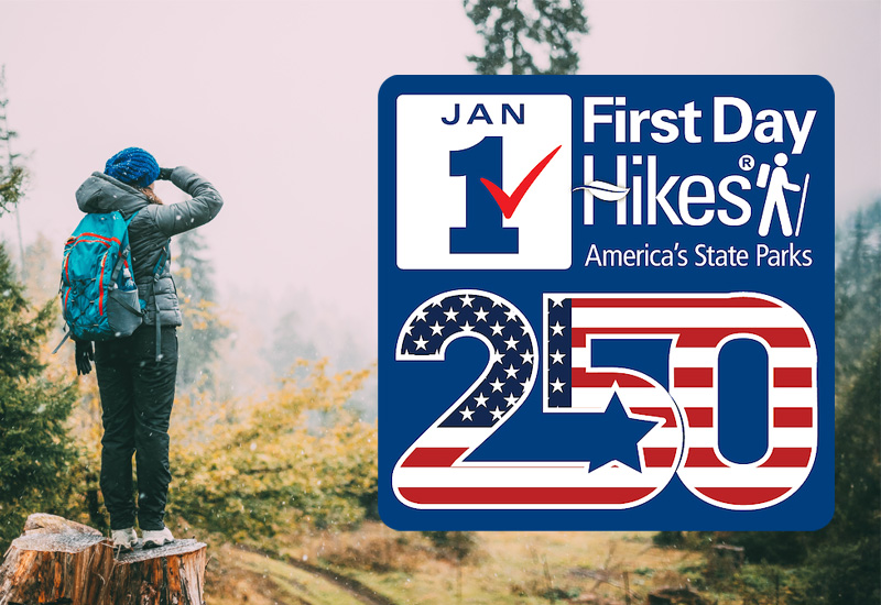 Young woman standing on stump in a forest and looking into distance. (Adobe Stock │ #294797940 - Great Brut Here)