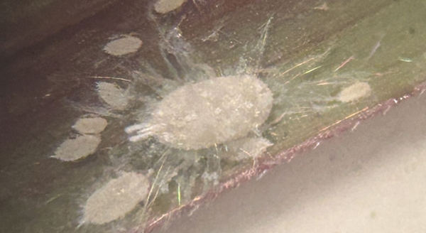 Pasture mealybug (Courtesy photo.)