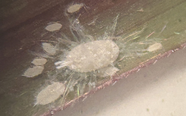 Texas issues urgent alert issued on pasture mealybug