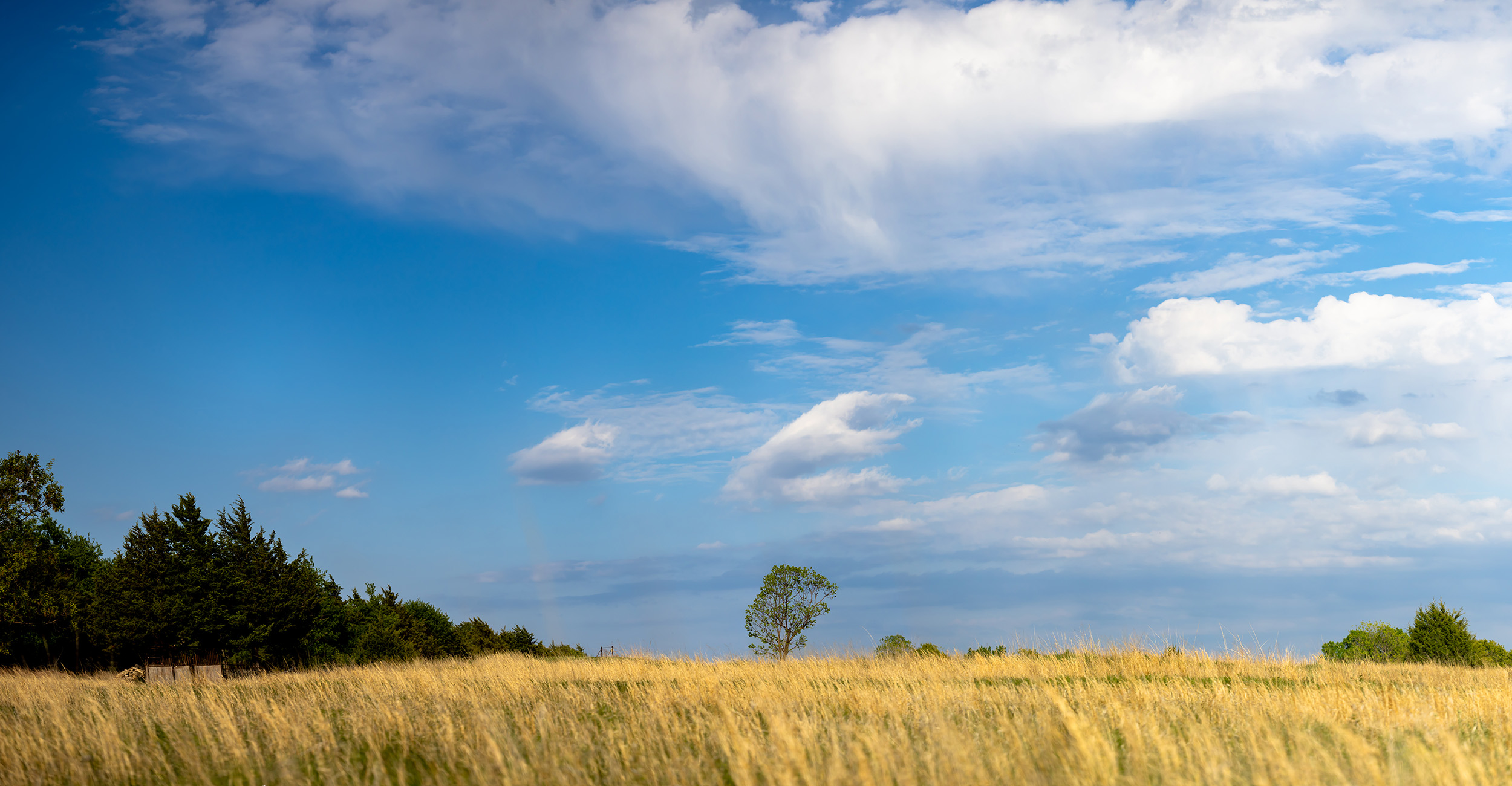The “Dirty Dozen,” which technically encompasses 13 invasive plant species commonly found across the state, can pose several dangers to rangeland in Oklahoma. (Photo by Mitchell Alcala, OSU Agriculture)