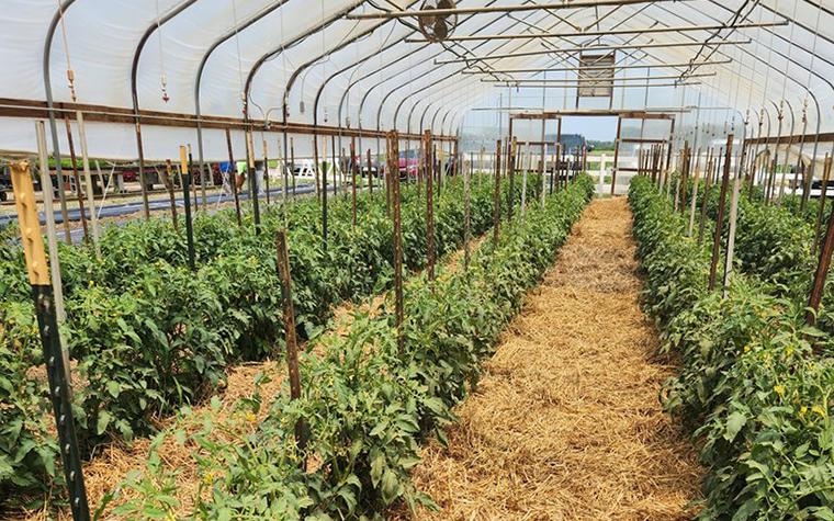 University of Missouri Extension will offer a webinar series to help specialty crop growers learn about growing in tunnels. (University of Missouri Extension)