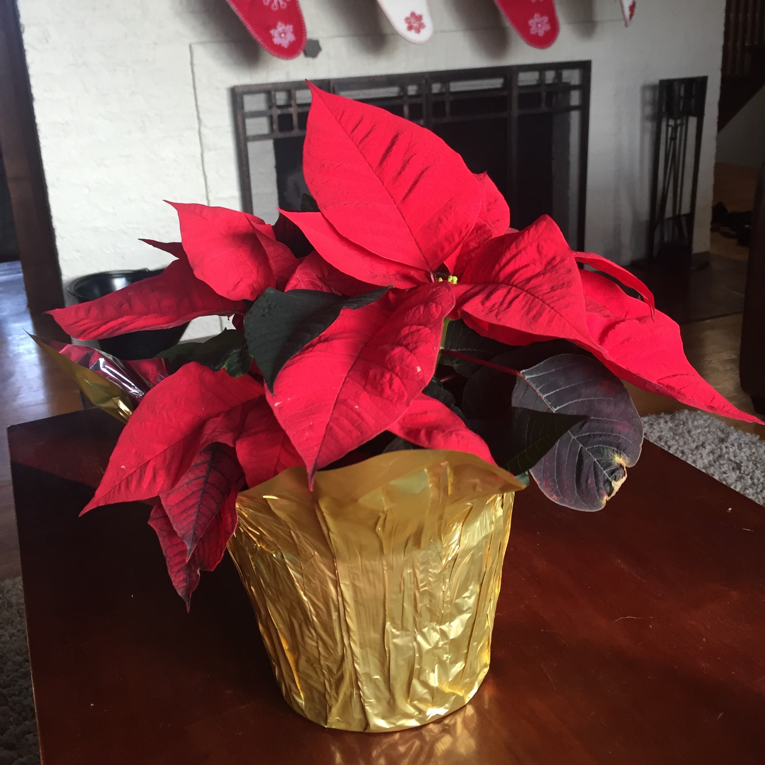 Poinsettia (Iowa State University Extension)
