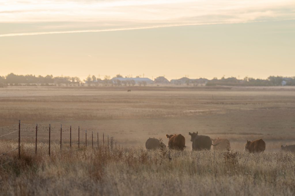 Drought conditions are impacting cool-season crops like winter wheat and reducing available quality grazing for Texas cattle producers. (Michael Miller/Texas A&M AgriLife)