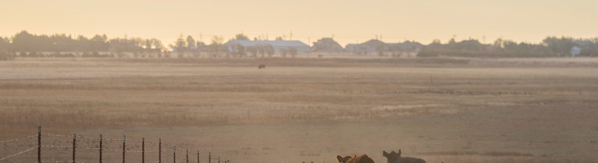 Drought conditions are impacting cool-season crops like winter wheat and reducing available quality grazing for Texas cattle producers. (Michael Miller/Texas A&M AgriLife)