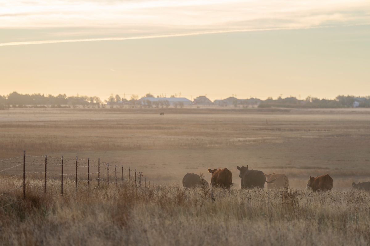 Drought conditions are impacting cool-season crops like winter wheat and reducing available quality grazing for Texas cattle producers. (Michael Miller/Texas A&M AgriLife)