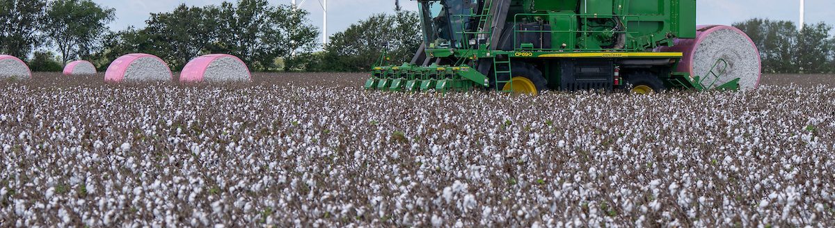Texas cotton producers face early drought concerns and shifting market conditions heading into the 2026 planting season. (Michael Miller/Texas A&M AgriLife)