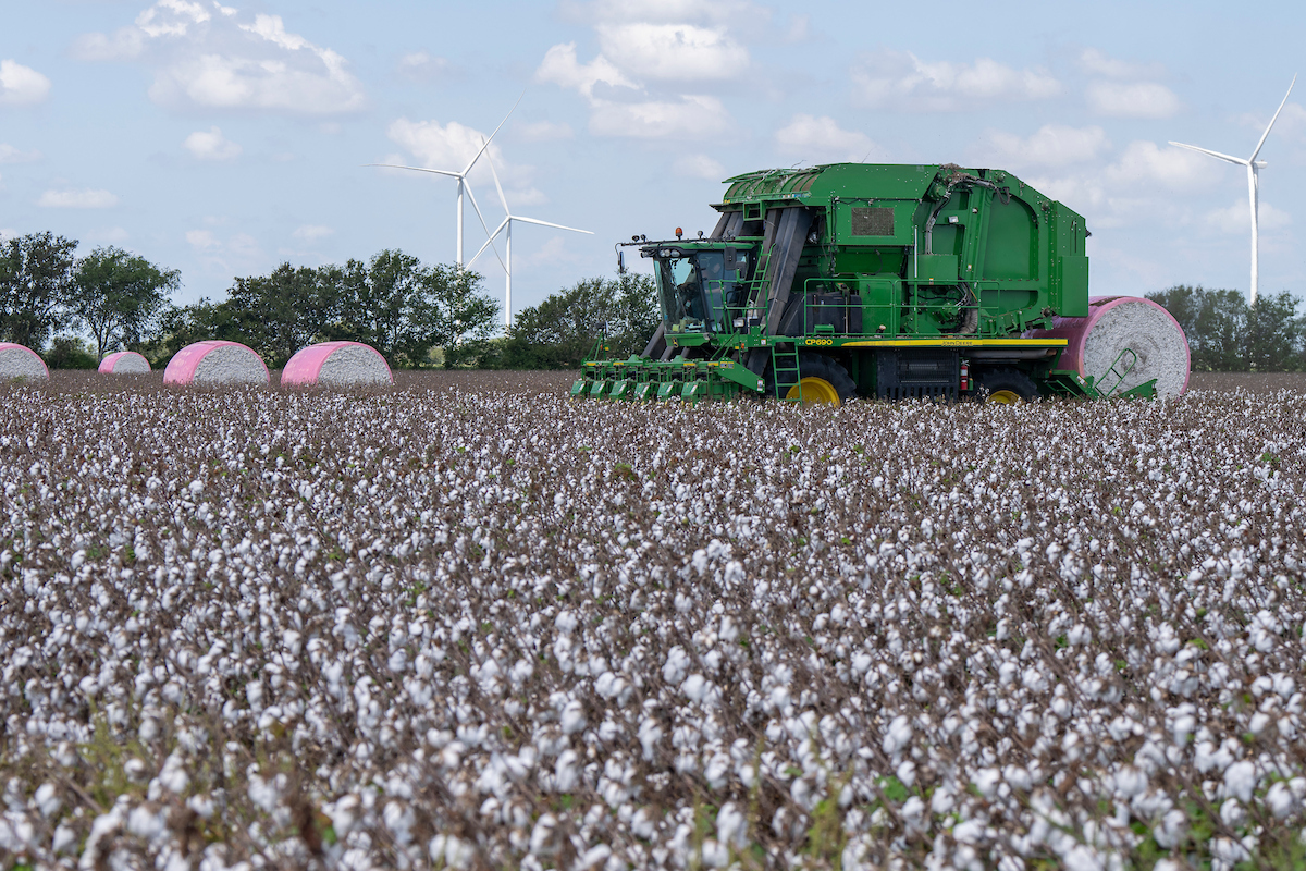Texas cotton producers face early drought concerns and shifting market conditions heading into the 2026 planting season. (Michael Miller/Texas A&M AgriLife)