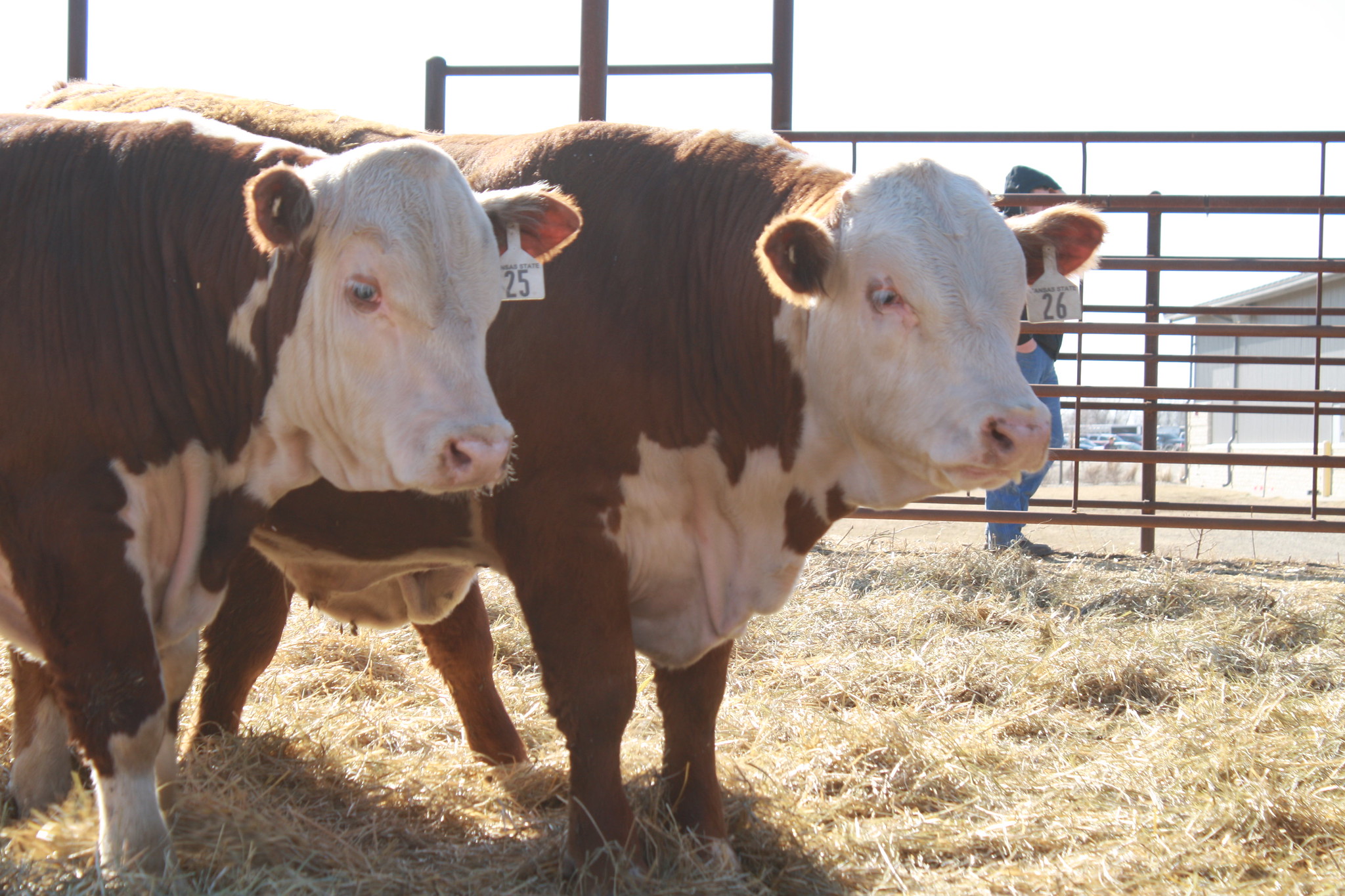 Brown and white bulls. (K-State Research and Extension)