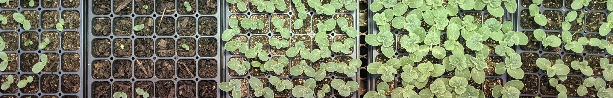 Watermelon seedlings are seen in trays with pure food waste substrate, pure commercial peat moss-based potting mix, and blends of the two with varying ratios in a study to compare seedling germination, growth and nutrient uptake. (U of A System Division of Agriculture photo)