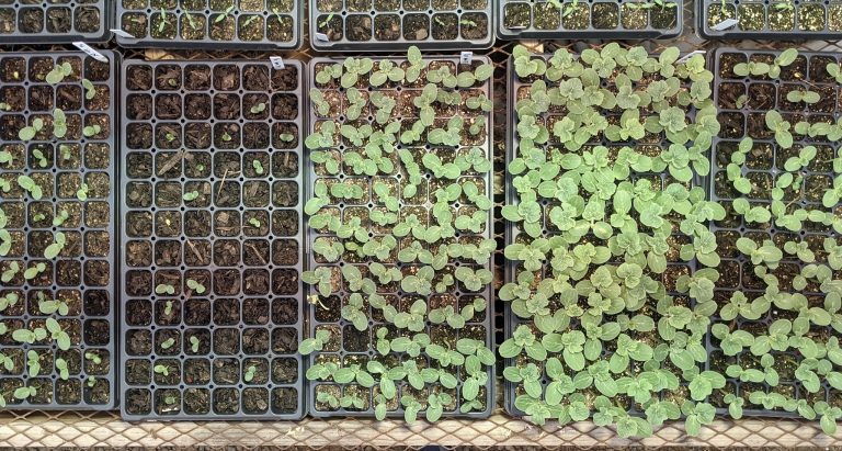 Watermelon seedlings are seen in trays with pure food waste substrate, pure commercial peat moss-based potting mix, and blends of the two with varying ratios in a study to compare seedling germination, growth and nutrient uptake. (U of A System Division of Agriculture photo)
