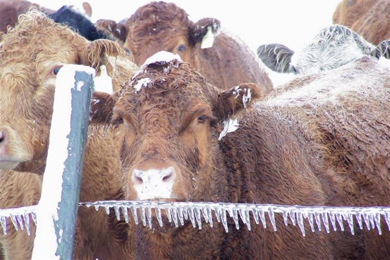 Winter adds to calving stress, but there are ways to mitigate some of that stress, according to Dr. A.J. Tarpoff, DVM. (Photo courtesy of AdobeStock.)