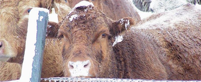 Winter adds to calving stress, but there are ways to mitigate some of that stress, according to Dr. A.J. Tarpoff, DVM. (Photo courtesy of AdobeStock.)